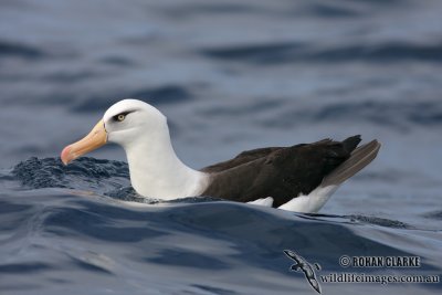 Campbell Albatross 5067.jpg