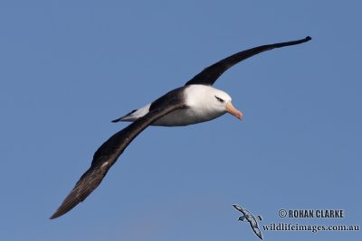 Campbell Albatross 5363.jpg