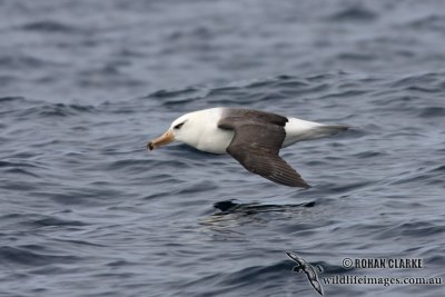 Campbell Albatross 6058.jpg