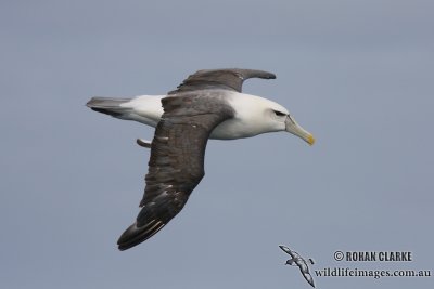 Shy Albatross 5049.jpg