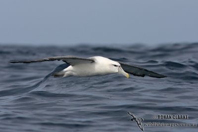 Shy Albatross 5089.jpg
