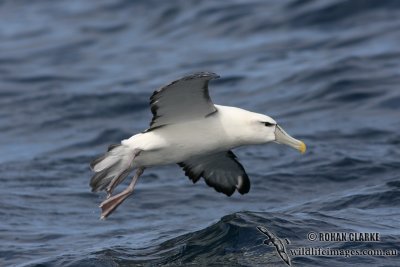 Shy Albatross 5091.jpg