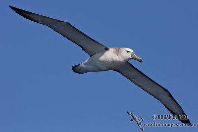 Shy Albatross 5396.jpg