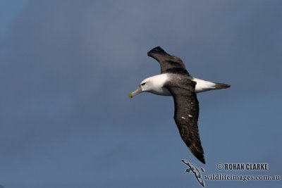 Shy Albatross 5526.jpg