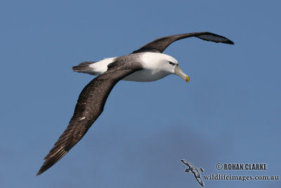 Shy Albatross 5561.jpg