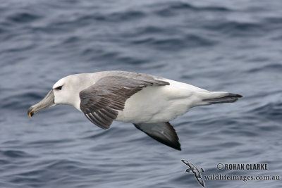 Shy Albatross 6064.jpg