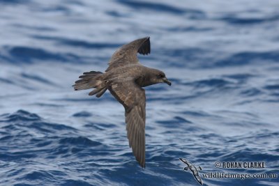 Grey-faced Petrel 5117.jpg