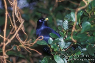 Satin Bowerbird s1995.jpg