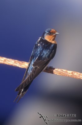 Swallow and martins