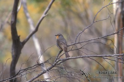 Red-lored Whistler s1915.jpg