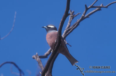 White-browed Woodswallow s1954.jpg