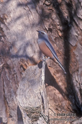 White-browed Woodswallow s1952.jpg