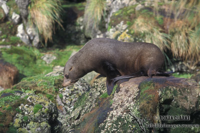 New Zealand Fur-Seal