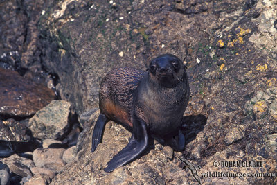 Sub-Antarctic Fur-Seal s0402.jpg