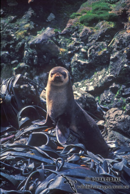 Sub-Antarctic Fur-Seal s0403.jpg