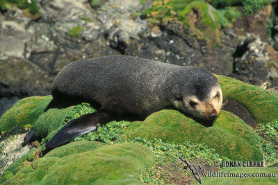 Sub-Antarctic Fur-Seal s0404.jpg