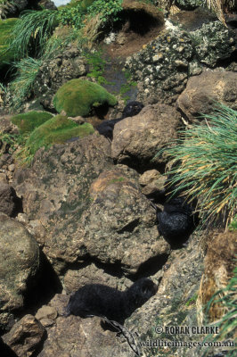 Sub-Antarctic Fur-Seal s0406.jpg