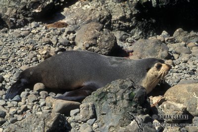 Sub-Antarctic Fur-Seal s0407.jpg
