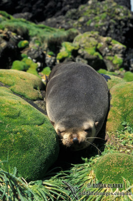 Sub-Antarctic Fur-Seal s0408.jpg