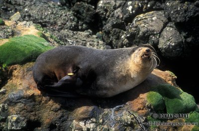 Sub-Antarctic Fur-Seal s0409.jpg