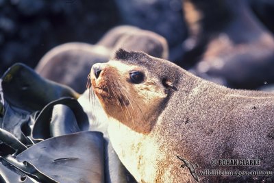 Sub-Antarctic Fur-Seal s0411.jpg