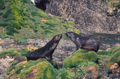 Sub-Antarctic Fur-Seal s0415.jpg