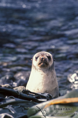 Sub-Antarctic Fur-Seal s0418.jpg