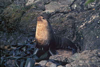 Sub-Antarctic Fur-Seal s0420.jpg
