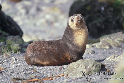 Sub-Antarctic Fur-Seal s0422.jpg