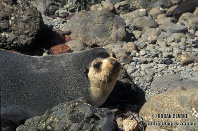 Sub-Antarctic Fur-Seal s0423.jpg