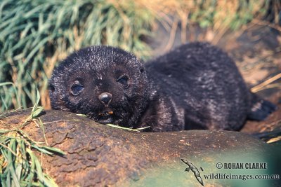 Sub-Antarctic Fur-Seal s0424.jpg