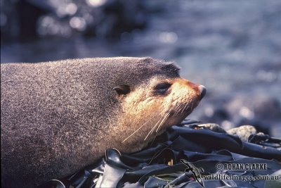 Sub-Antarctic Fur-Seal s0425.jpg