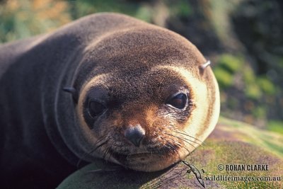 Sub-Antarctic Fur-Seal