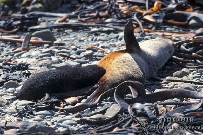 Antarctic Fur-Seal s0428.jpg