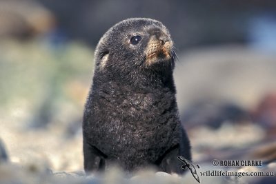 Antarctic Fur-Seal s0429.jpg