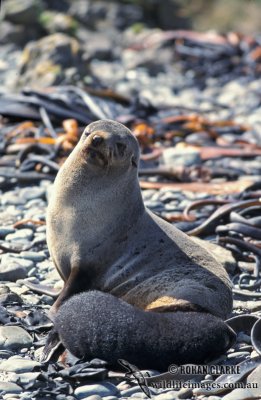 Antarctic Fur-Seal s0432.jpg
