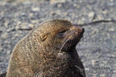 Antarctic Fur-Seal s0433.jpg