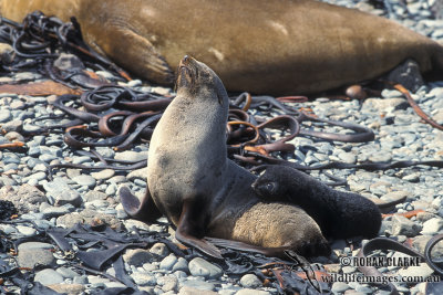 Antarctic Fur-Seal s0435.jpg