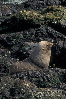 Antarctic Fur-Seal s0437.jpg