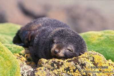 Antarctic Fur-Seal s0438.jpg