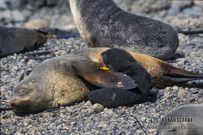 Antarctic Fur-Seal s0439.jpg