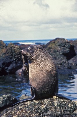 Antarctic Fur-Seal s0440.jpg