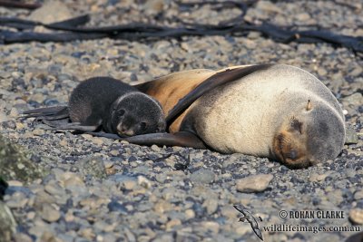 Antarctic Fur-Seal