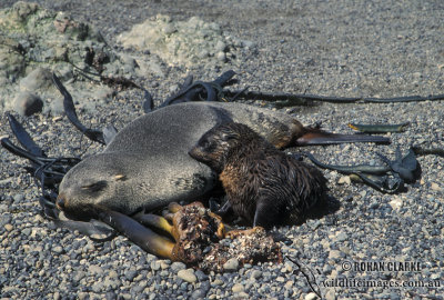 Antarctic Fur-Seal s0447.jpg