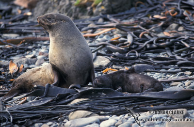 Antarctic Fur-Seal s0452.jpg