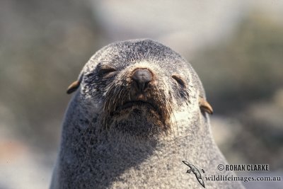 Antarctic Fur-Seal s0455.jpg