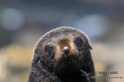 Antarctic Fur-Seal s0461.jpg
