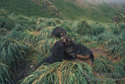 Antarctic Fur-Seal s0467.jpg