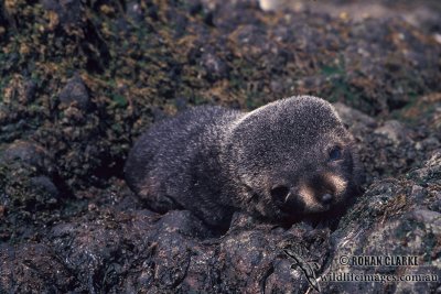 Antarctic Fur-Seal s0468.jpg