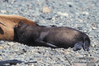 Antarctic Fur-Seal s0472.jpg